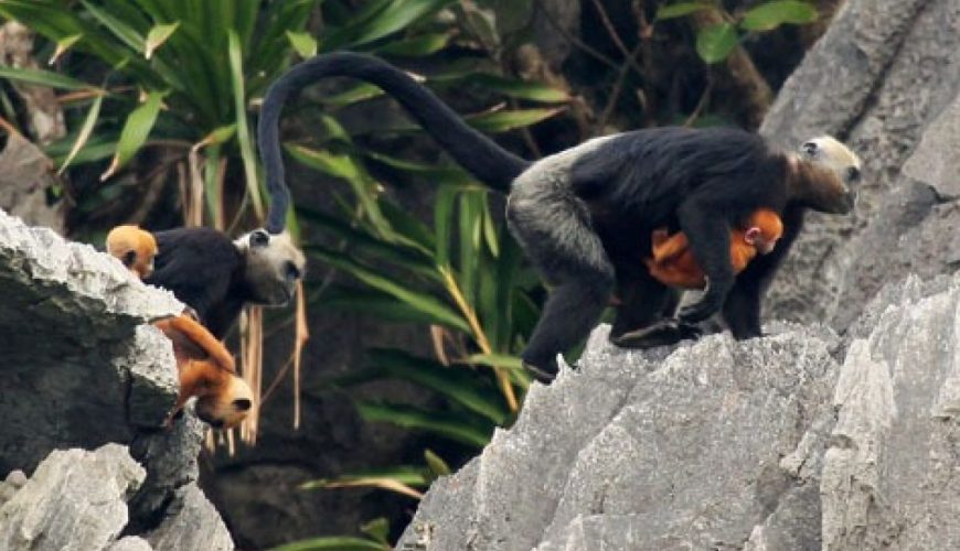 Khám Phá Rừng Quốc Gia Cát Bà