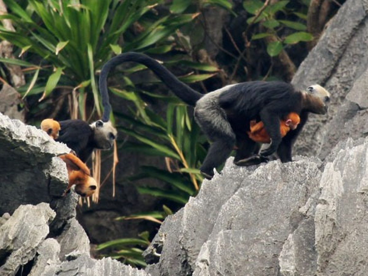 Khám Phá Rừng Quốc Gia Cát Bà