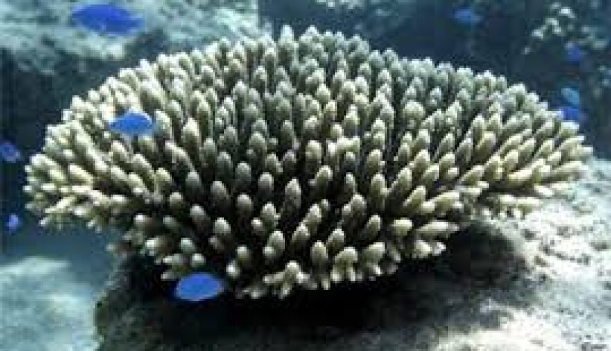 Khám phá thiên nhiên hoang sơ đầy hấp dẫn nhất tại Cát Bà- Hải Phòng