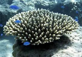 Khám phá thiên nhiên hoang sơ đầy hấp dẫn nhất tại Cát Bà- Hải Phòng