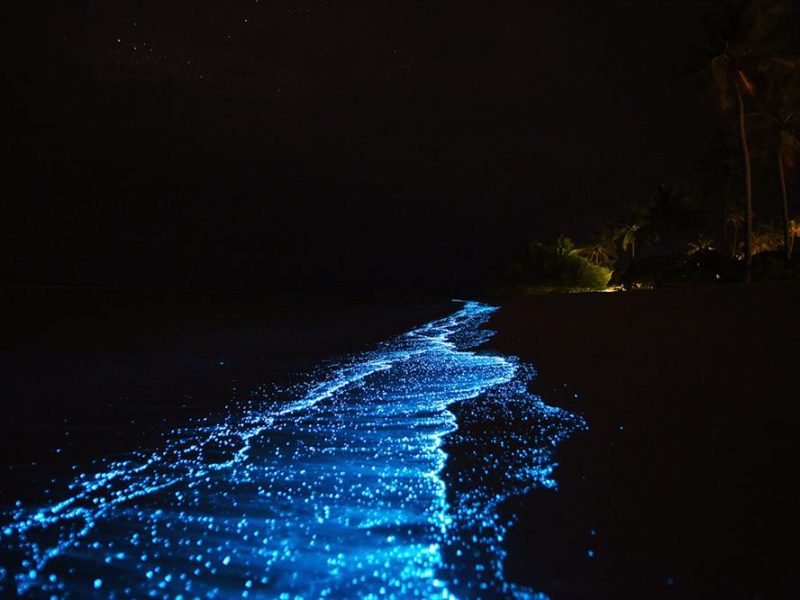 Glowing blue bioluminescent plankton washing ashore on a dark beach in Cat Ba Island